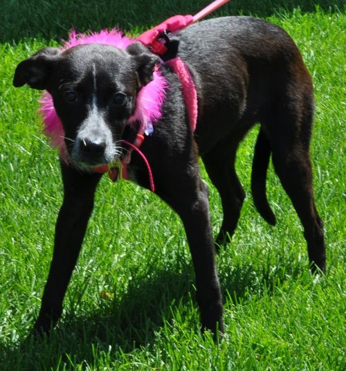 Aurora - Adoption Pending