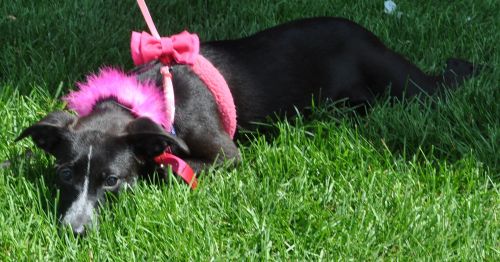 Aurora - Adoption Pending
