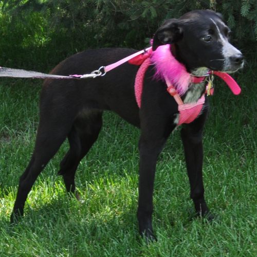 Aurora - Adoption Pending