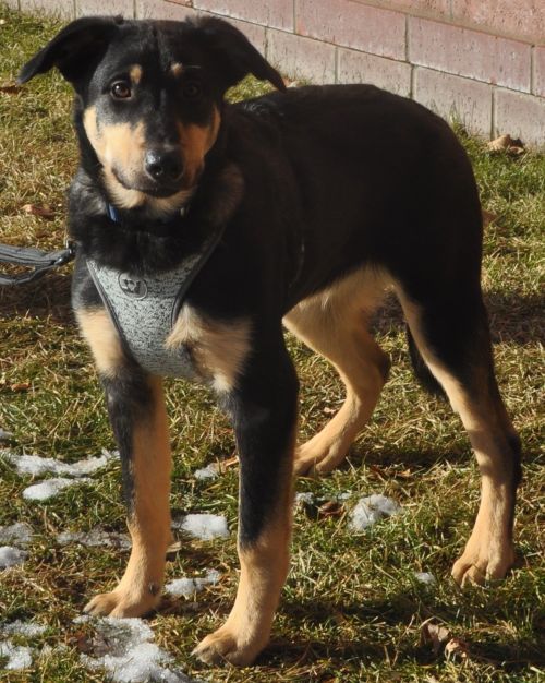 Rocky