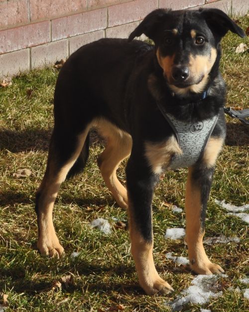 Rocky