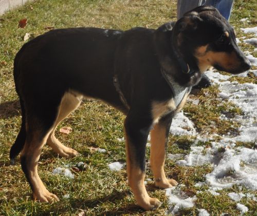 Rocky