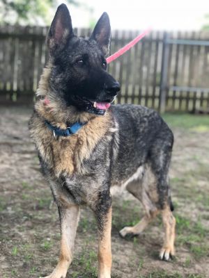 . Nala .