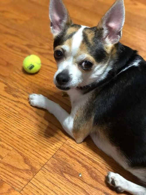 Pepper