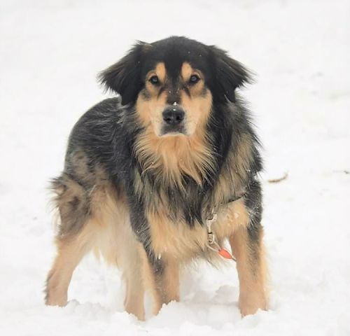 Thor - Courtesy Posting