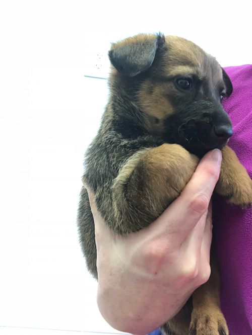 Lexie - Pre Adoption Only