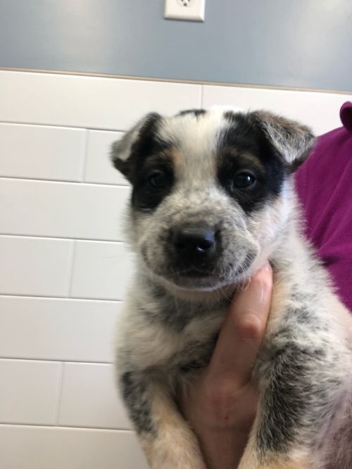 Louie - Pre Adoption Only