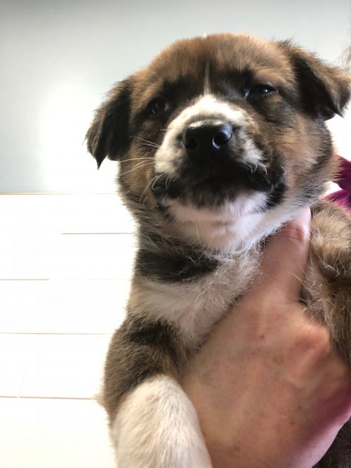 Larry - Pre Adoption Only