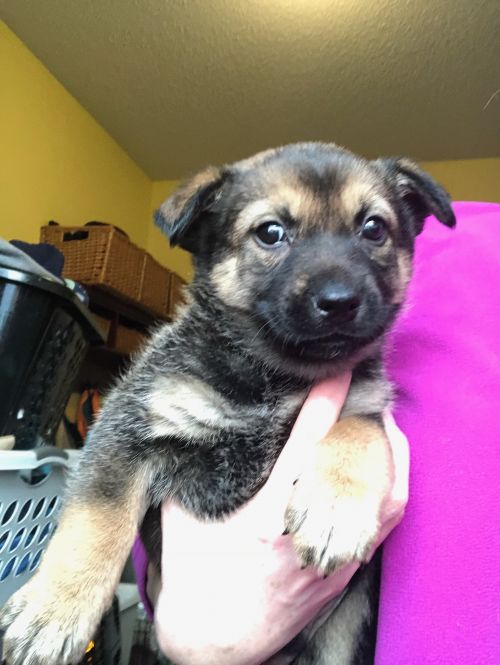 Leo - Pre Adoption Only