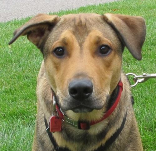 Bandit - Pre Adoption Only