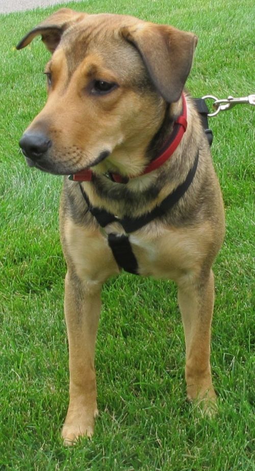 Bandit - Pre Adoption Only