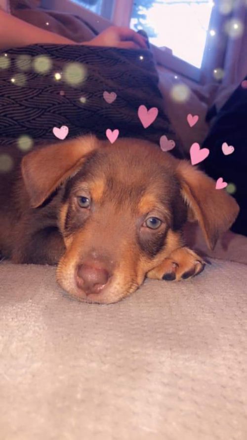 Dusty - Pre Adoption Only