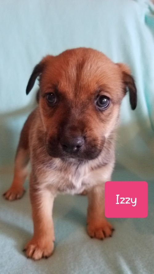 Izzy - Pre Adoption Only