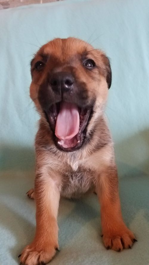 Izzy - Pre Adoption Only