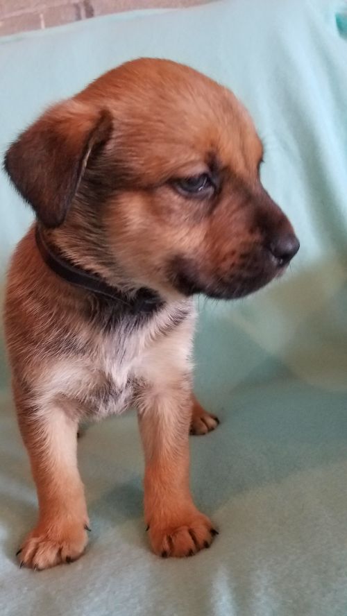 Izzy - Pre Adoption Only