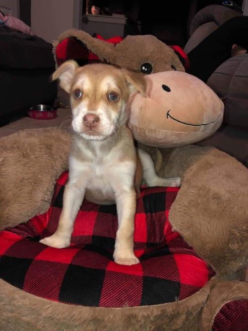 Bumper - Pre Adoption Only