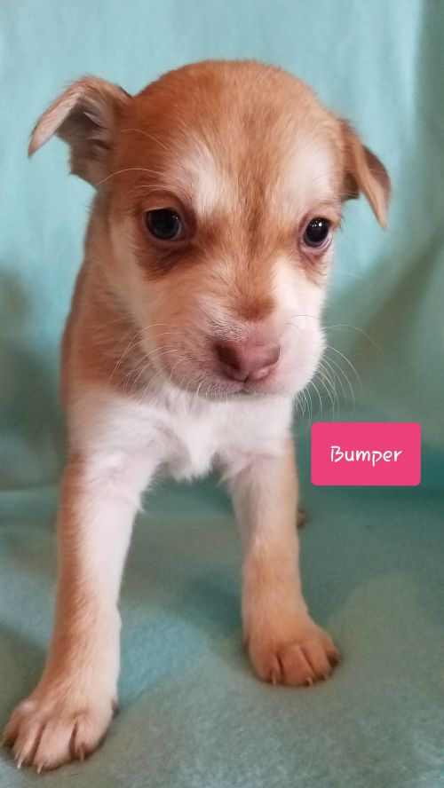 Bumper - Pre Adoption Only