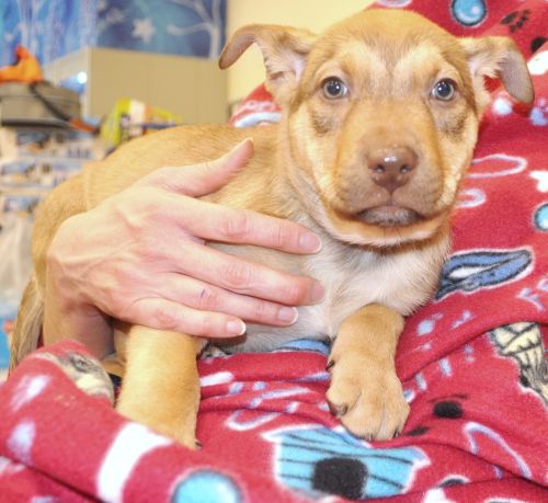 Sophie - Pre Adoption Only