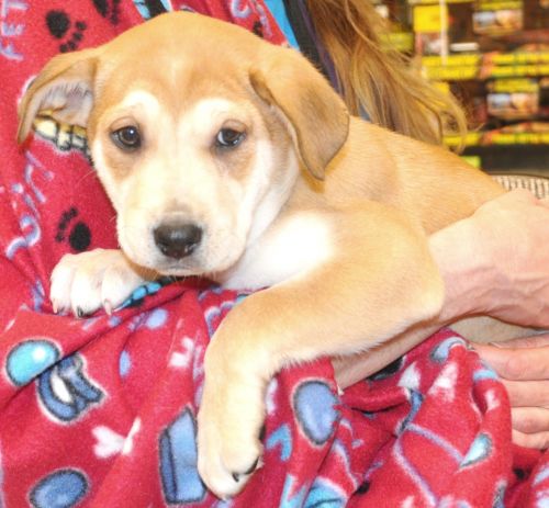 Cindy Lou - Pre Adoption Only
