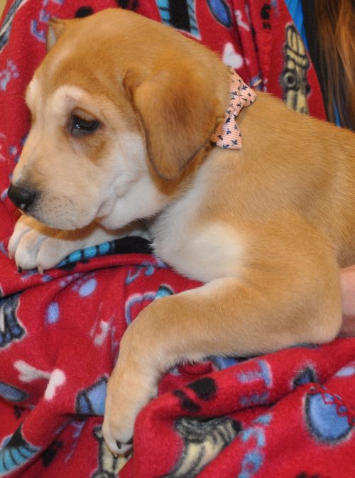 Cindy Lou - Pre Adoption Only