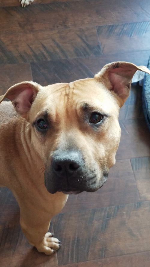 Scrappy Doo