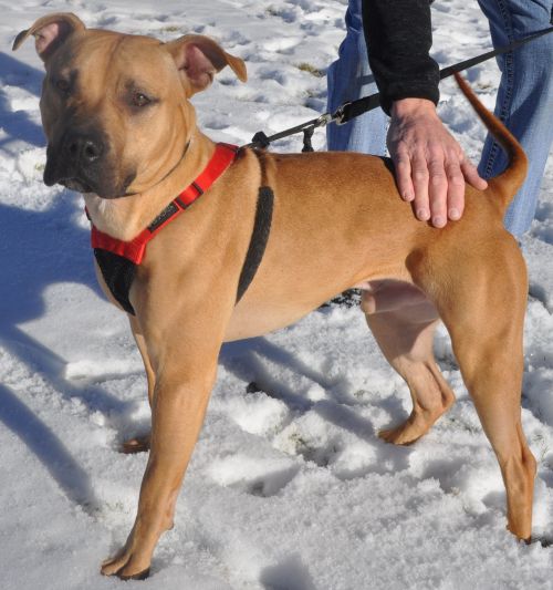 Scrappy Doo
