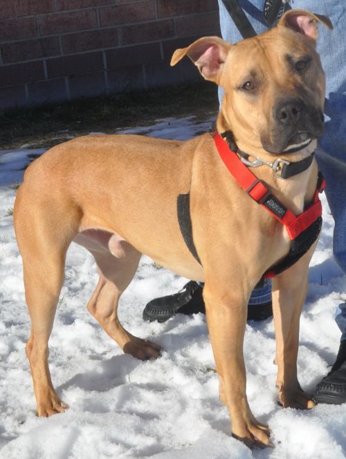 Scrappy Doo