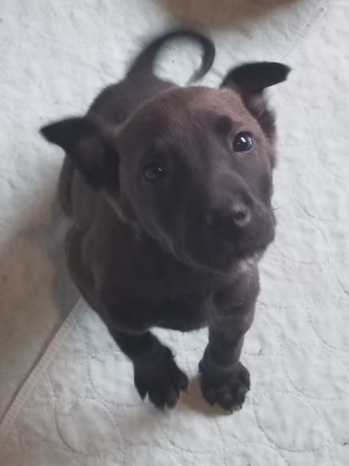 Roxie