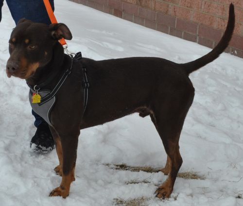 Rosco