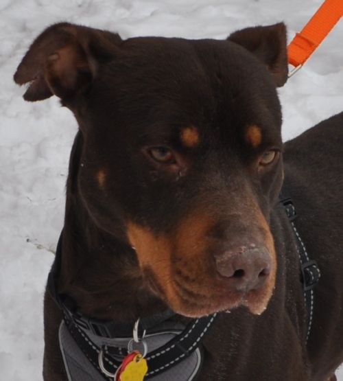 Rosco