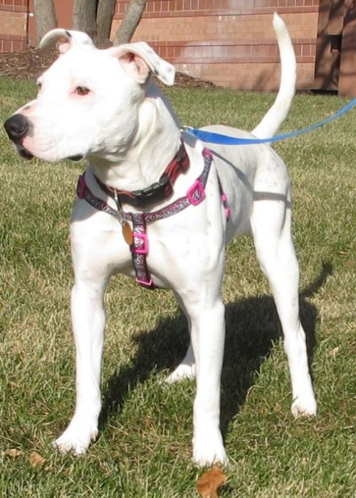Trudy