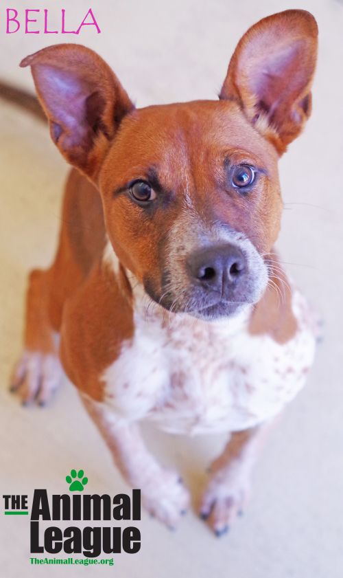 Cat &amp; Dog Animal Shelter The Animal League (Clermont