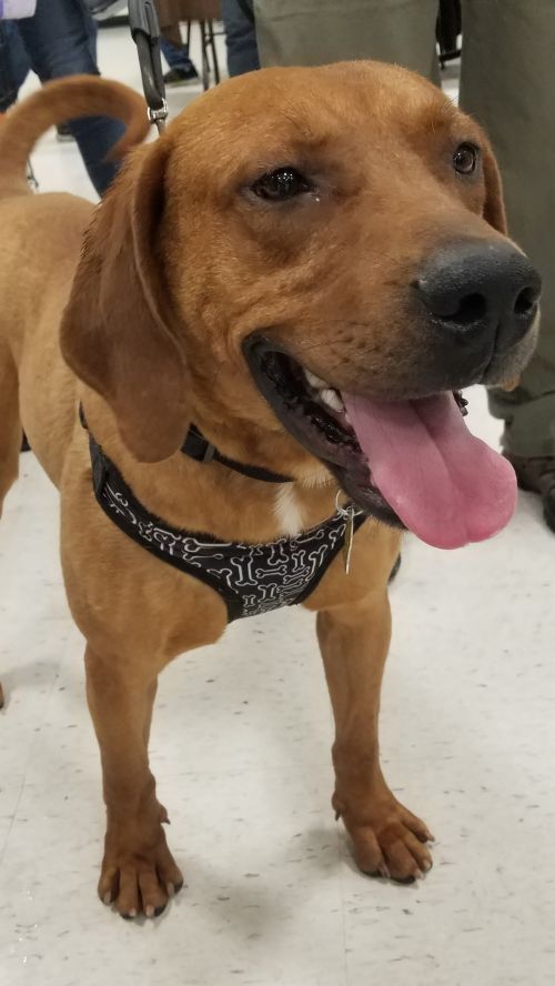 Drako