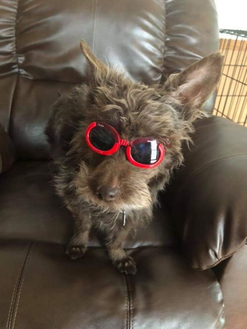 Griffin