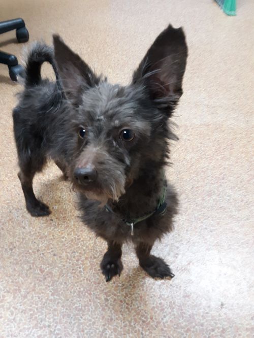 Griffin - Adoption Pending