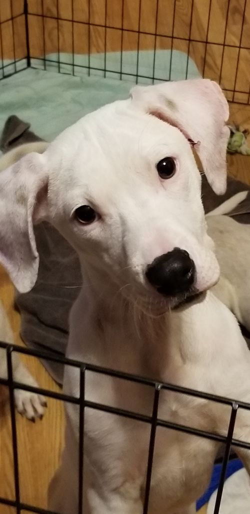 Oscar