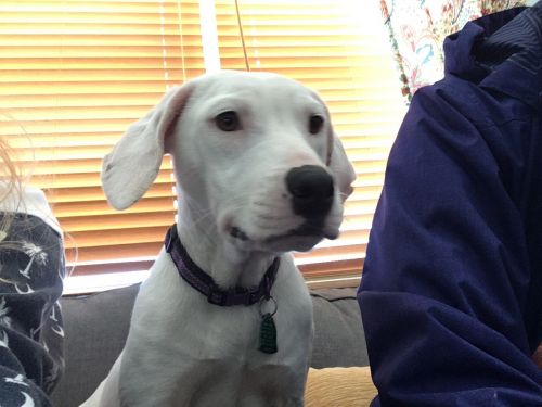 Oscar