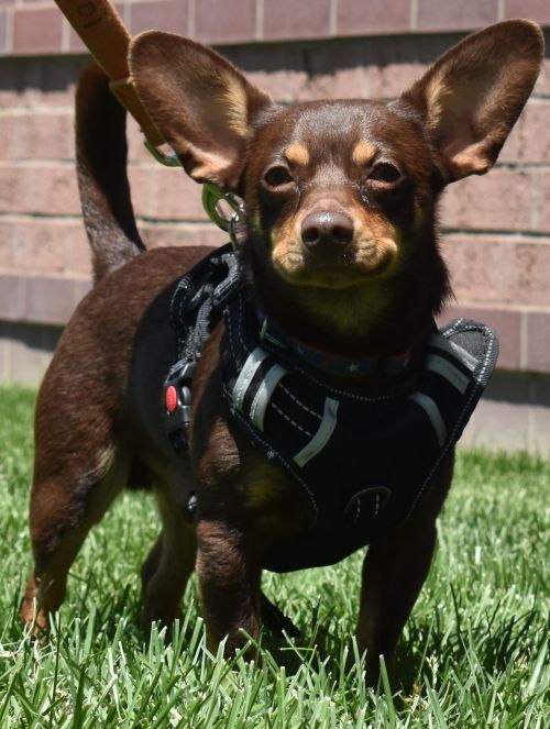 Mikey - Adoption Pending