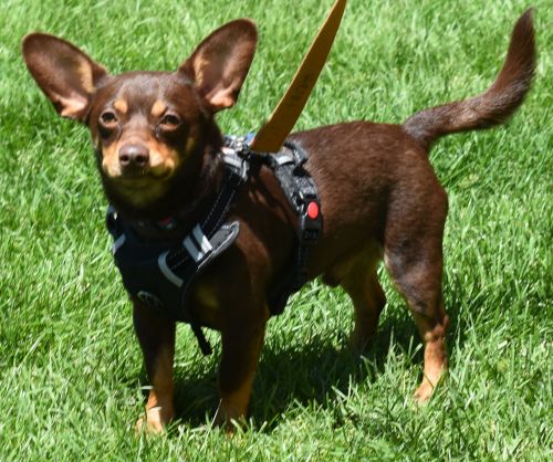 Mikey - Adoption Pending