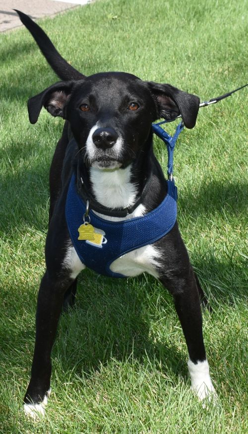 Tony - Foster or Foster to Adopt Needed