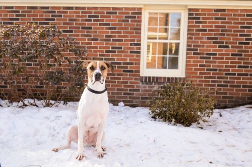 Duke
