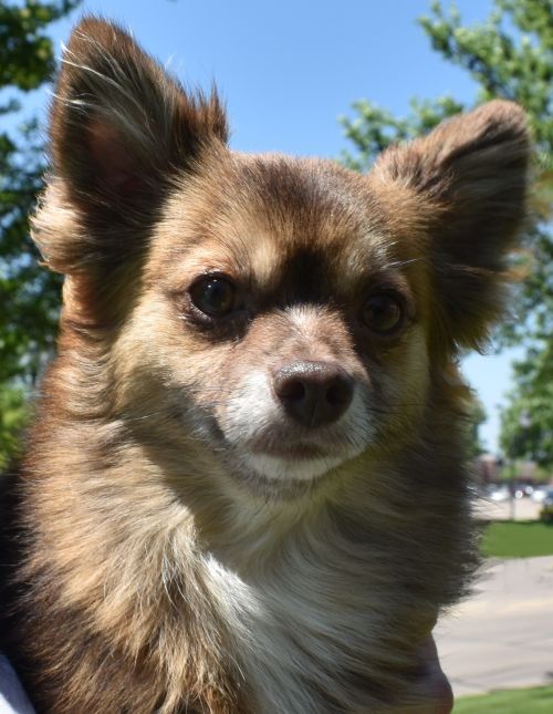 Roxie