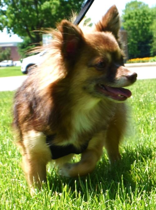 Roxie