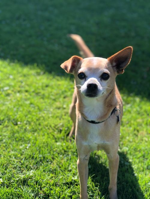 Charlie