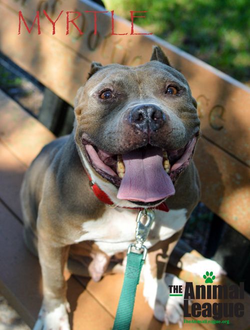 Cat & Dog Animal Shelter | The Animal League (Clermont/Groveland)