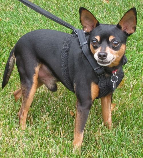 Tito