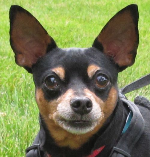 Tito