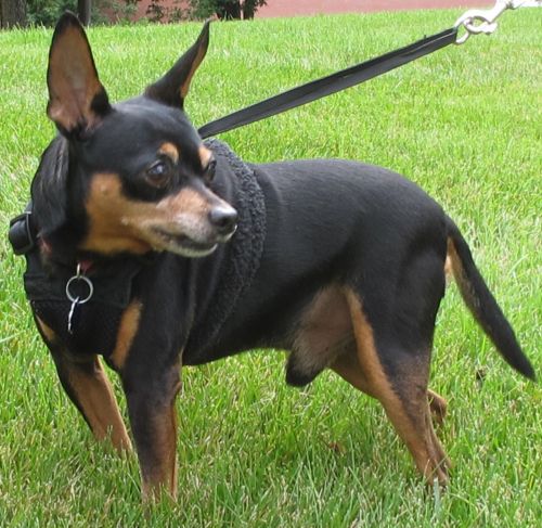 Tito