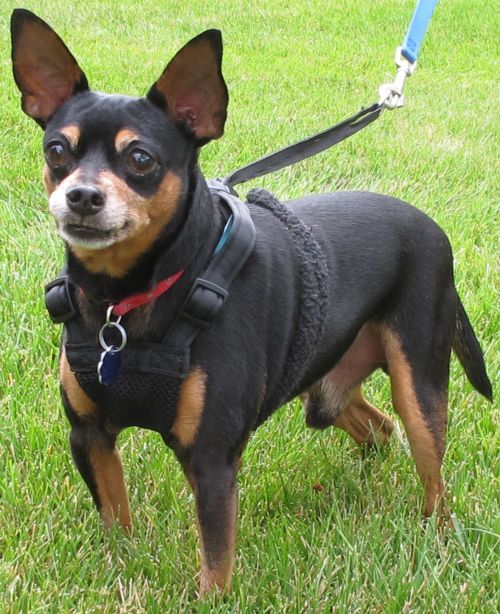 Tito