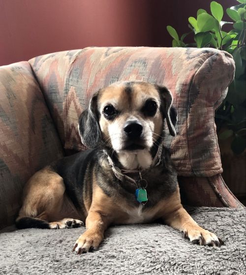 Chula
